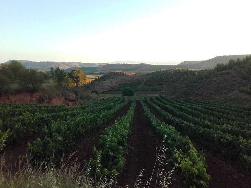 The wine of La&nbsp;Rioja